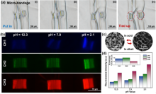 Butterfly-Inspired 4D Printing of Smart Hydrogels Enables Precise Micro-nano Deformation